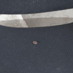 Pierre Paulin Pierre Paulin Groovy armchair 1970s  - 4499581