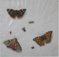 Pieter Barbiers II Still Life with Butterflies and Insects - 1002119