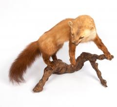 Pine marten - 4155459