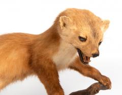 Pine marten - 4155478