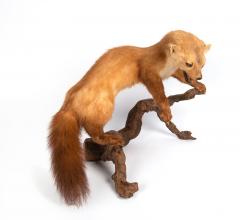 Pine marten - 4155479