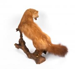 Pine marten - 4155480