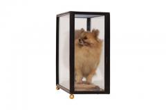 Pomeranian Taxidermy in Glazed Display Cabinet - 456741