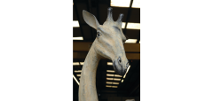 Quentin Garel Girafe 2 2015 - 2966096