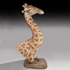 RARE EXTREMELY WELL PREPARED LATE 20TH CENTURY TAXIDERMY AFRICAN BULL GIRAFFE - 1756399