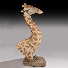 RARE EXTREMELY WELL PREPARED LATE 20TH CENTURY TAXIDERMY AFRICAN BULL GIRAFFE - 1756400