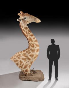 RARE EXTREMELY WELL PREPARED LATE 20TH CENTURY TAXIDERMY AFRICAN BULL GIRAFFE - 1756401