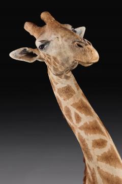 RARE EXTREMELY WELL PREPARED LATE 20TH CENTURY TAXIDERMY AFRICAN BULL GIRAFFE - 1756403