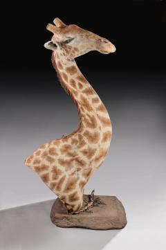 RARE EXTREMELY WELL PREPARED LATE 20TH CENTURY TAXIDERMY AFRICAN BULL GIRAFFE - 1756404