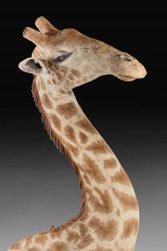 RARE EXTREMELY WELL PREPARED LATE 20TH CENTURY TAXIDERMY AFRICAN BULL GIRAFFE - 1756405