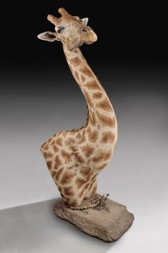 RARE EXTREMELY WELL PREPARED LATE 20TH CENTURY TAXIDERMY AFRICAN BULL GIRAFFE - 1756406