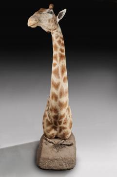 RARE EXTREMELY WELL PREPARED LATE 20TH CENTURY TAXIDERMY AFRICAN BULL GIRAFFE - 1756407