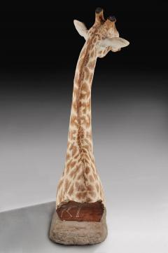 RARE EXTREMELY WELL PREPARED LATE 20TH CENTURY TAXIDERMY AFRICAN BULL GIRAFFE - 1756410