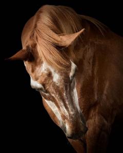 Randal Ford Wise Arabian Horse No 2 - 3647080