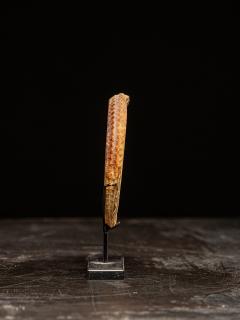 Rare Ceremonial Hippocamp Bracelet mounted on a custom metal stand Oceania - 4511965