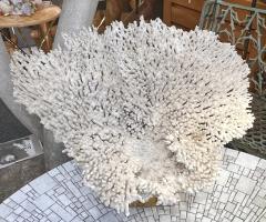 Rare and important white coral on it brass base France circa 1970 - 3723940