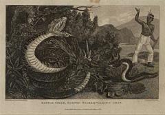 Rattle Snake Horned Snake Walking Leaf Engraving England Circa 1820 - 1529267