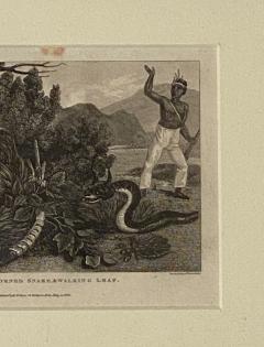 Rattle Snake Horned Snake Walking Leaf Engraving England Circa 1820 - 1529268