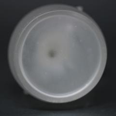 Ren Lalique Lalique Co Rene Lalique Frosted Glass Perruches Perfume Bottle - 1755015