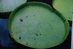 Renato Freitas Renato Freitas Water Lilies Original Photography - 4702762