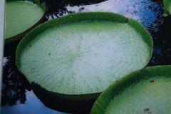 Renato Freitas Renato Freitas Water Lilies Original Photography - 4702764