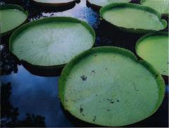 Renato Freitas Renato Freitas Water Lilies Original Photography - 4710070