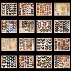 Restored and Pest free Old Collection of Some 3 400 Butterflies - 4266575
