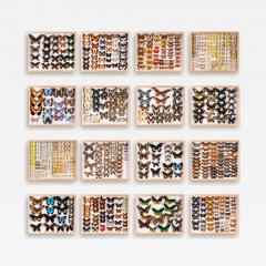 Restored and Pest free Old Collection of Some 3 400 Butterflies - 4267357