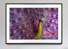 Robert Funk Peacock displaying in Magenta and Yellow - 2132573