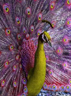 Robert Funk Peacock displaying in Magenta and Yellow - 2132574