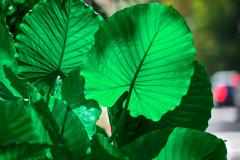 Robert Funk Plant Portrait Rain Forest Green Tropical Plants Red Light Blur - 3913368