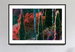 Robert Funk Tropical Colorful Foliage Trees Flaunt Brilliant Color Crimson leaves - 1689388