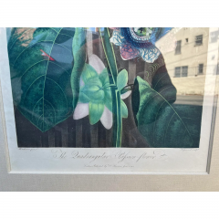 Robert John Thornton Antique Botanical Print the Quadrangular Passion Flower - 2869859