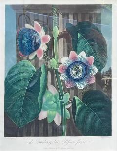 Robert John Thornton Antique Botanical Print the Quadrangular Passion Flower - 2870432