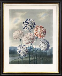 Robert John Thornton Group of Carnations - 1203777