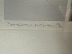 Robert Mapplethorpe EROTIC SURREALIST BLACK WHITE FLOWER PHOTOGRAPHS MANNER OF ROBERT MAPPLETHORPE - 4503343