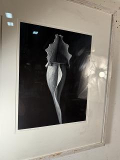 Robert Mapplethorpe EROTIC SURREALIST BLACK WHITE FLOWER PHOTOGRAPHS MANNER OF ROBERT MAPPLETHORPE - 4503346