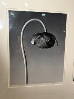 Robert Mapplethorpe EROTIC SURREALIST BLACK WHITE FLOWER PHOTOGRAPHS MANNER OF ROBERT MAPPLETHORPE - 4503347