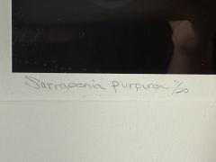 Robert Mapplethorpe EROTIC SURREALIST BLACK WHITE FLOWER PHOTOGRAPHS MANNER OF ROBERT MAPPLETHORPE - 4503349