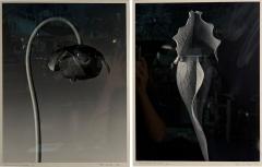 Robert Mapplethorpe EROTIC SURREALIST BLACK WHITE FLOWER PHOTOGRAPHS MANNER OF ROBERT MAPPLETHORPE - 4504147