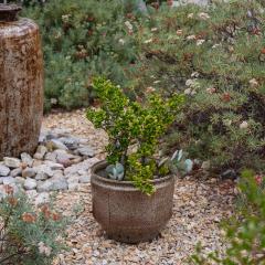 Robert Maxwell Large Robert Maxwell David Cressey Sunburst Planter for Earthgender - 3669055