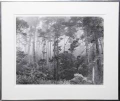 Robert Werling Pines in Fog - 563915