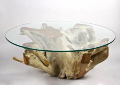 Round Organic Teak Root Coffee Table with Safety Glass Plate 2021 - 3468013