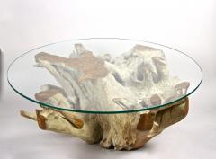 Round Organic Teak Root Coffee Table with Safety Glass Plate 2021 - 3468015