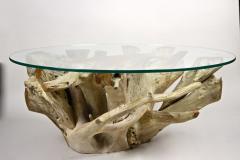 Round Organic Teak Root Coffee Table with Safety Glass Plate 2021 - 3468016