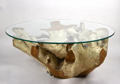 Round Organic Teak Root Coffee Table with Safety Glass Plate 2021 - 3468019