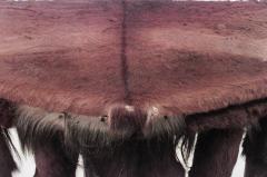 Rustic Continental 19th Cent Horn Design Shaped Console Table - 637173