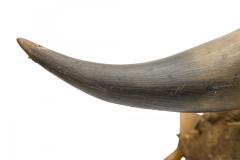 Rustic Continental Horned Taxidermy Helmet - 4672883