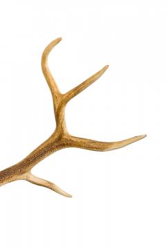 Rustic Decorative Elk Antler and Wood Wall Plaque - 4660671