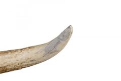 Rustic Decorative Elk Antler and Wood Wall Plaque - 4660675
